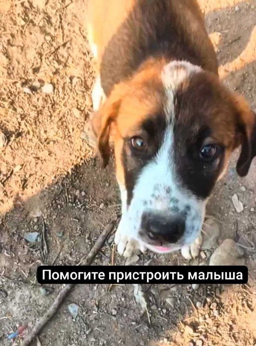 Бесплатно. Щенок-девочка, дворняга, 3 месяцев