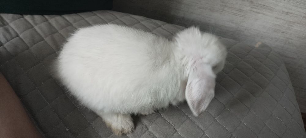 Кролик белый, домашний