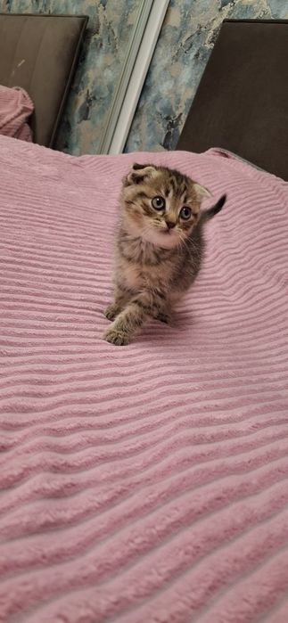 Шотландские вислоухие котята