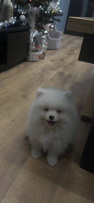 Померан мъжки бял