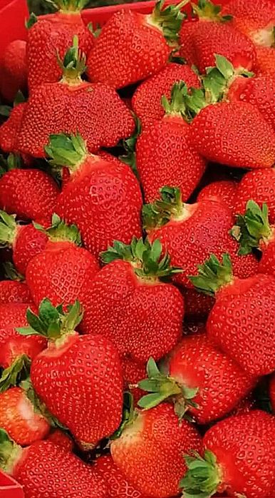 СУПЕР КАЧЕСТВЕН РАЗСАД Ягоди и Малини от Произведител