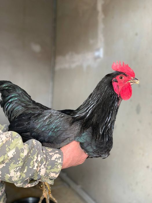 Кора Шахзода товук тухуми