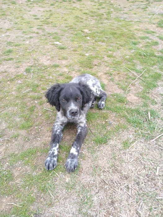 Эпониоль бретон щенок