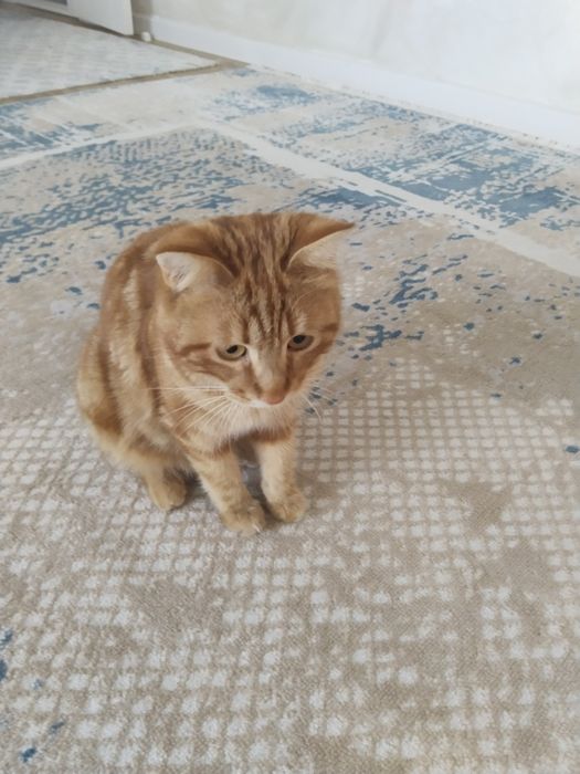 Серебристый котик