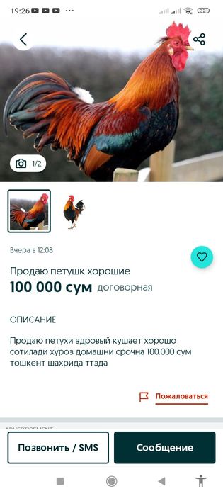 Продам петушков домашних 150т