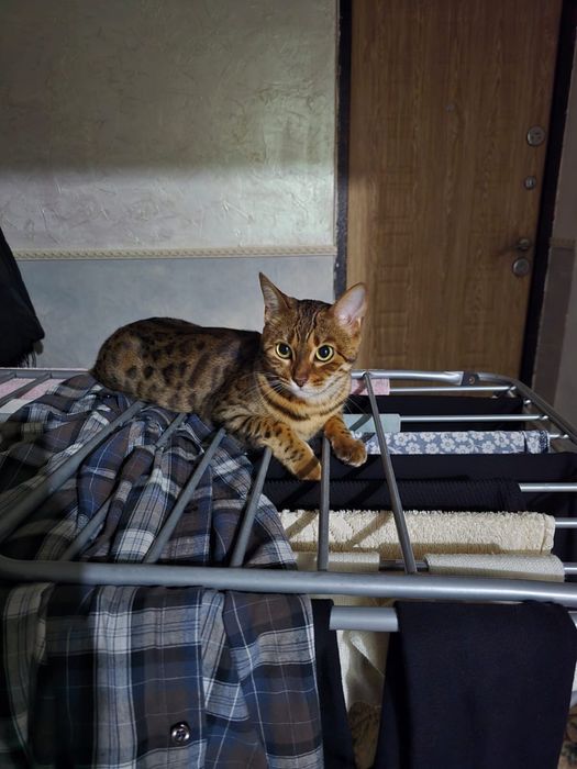 Кошка бенгальская