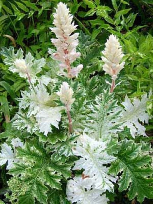 Акантус (Меча стъпка)