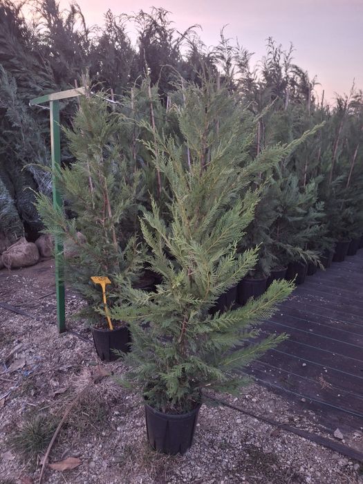 Vând leylandii la ghiveci și la balot