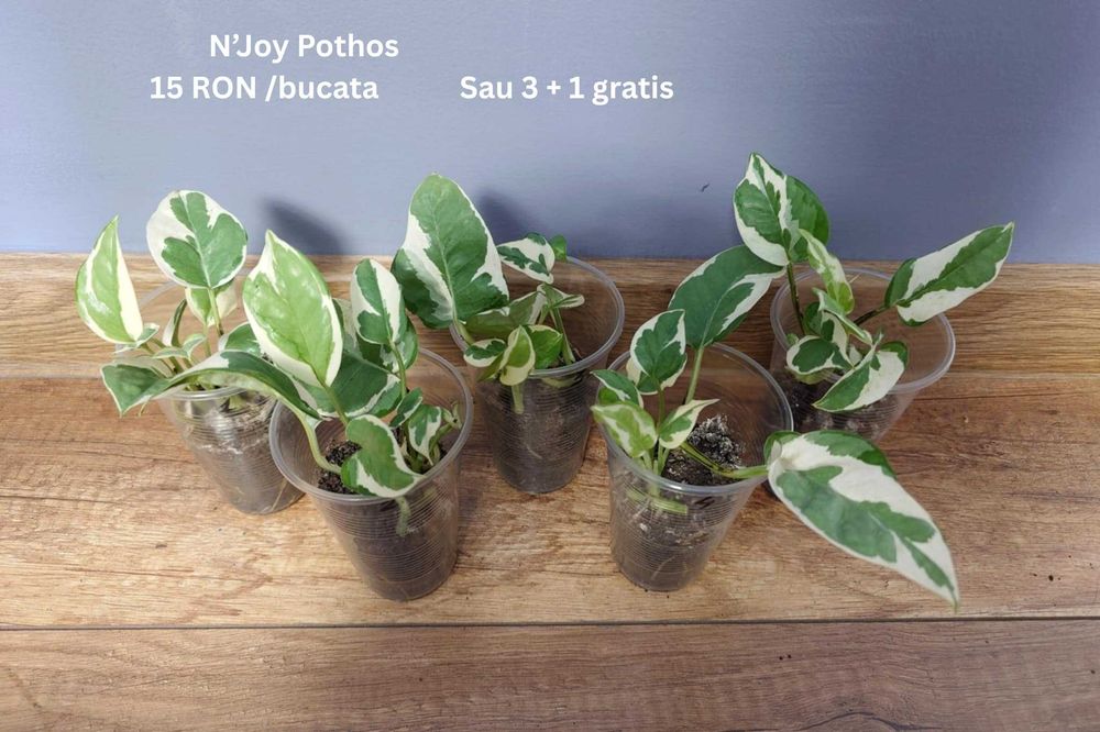 Plante de apartament