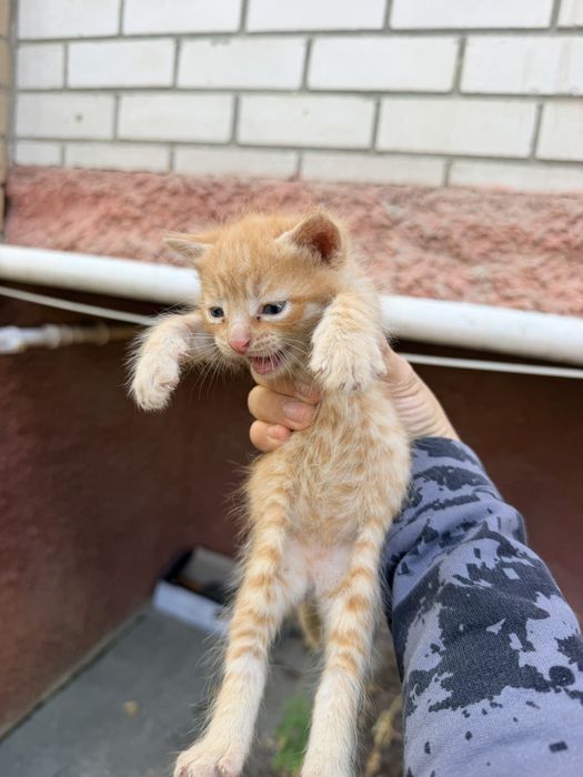 Котята очень красивые