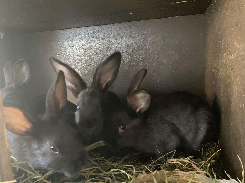Кролики 4 месяца