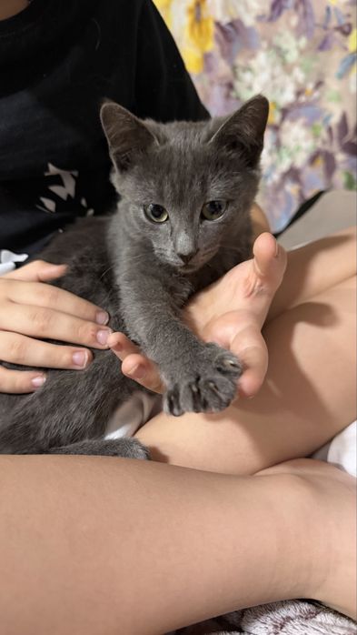 Отдам котенка в заботливые руки