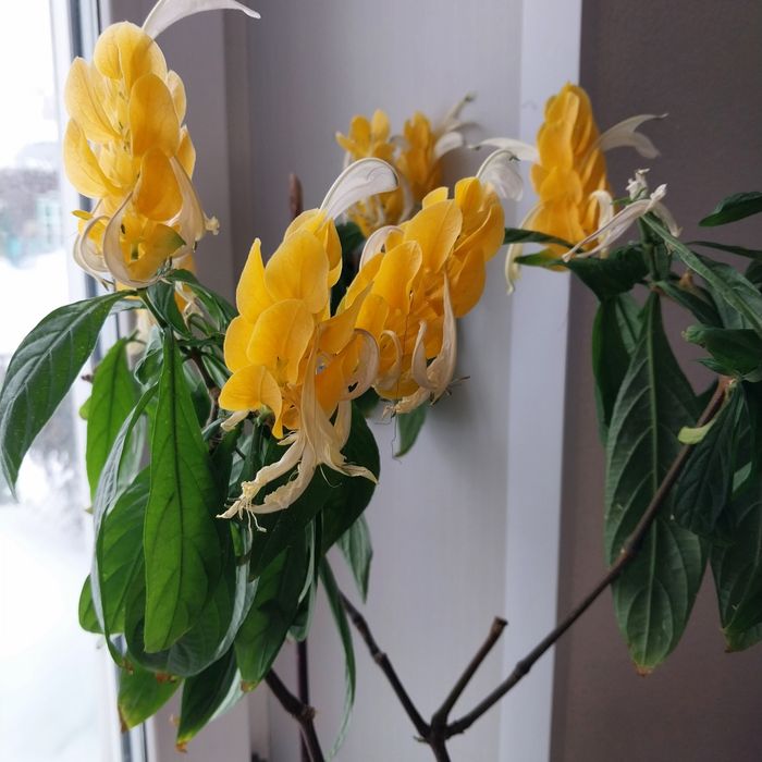 Пахистахис,колеус,  дерево любви, герань