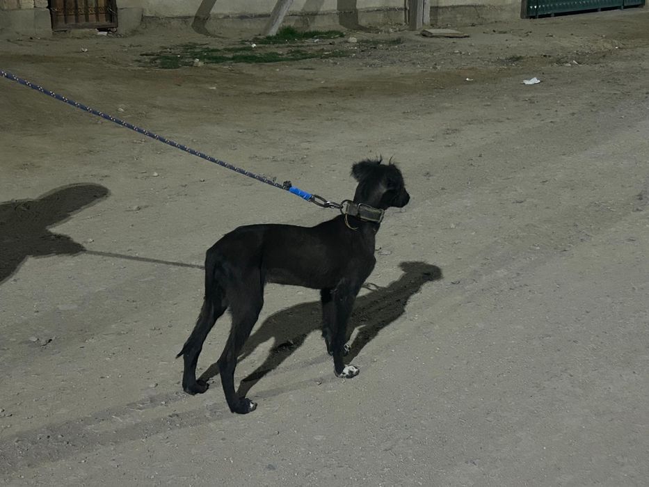 Тазы кушык сатылады