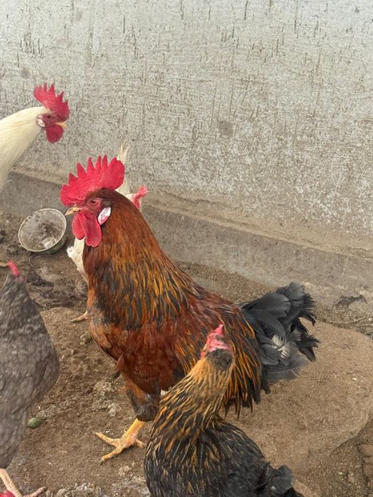 Продается молодые петухи