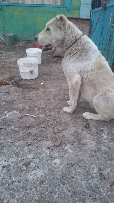 Щенок алаба тттттт