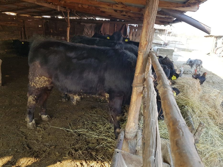 Viței de vânzare 4-5 Viței