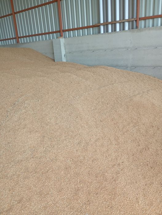Porumb boabe , Orzoaica ,grâu, triticale