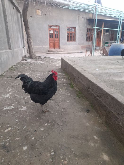 Қора шаxзода авистролоп хўрозлари сотилади