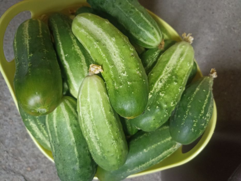 Продам огурцы домашние