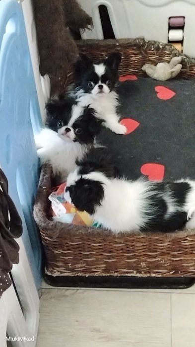 Щенки японского хина.