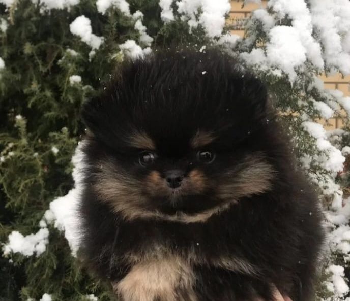 Продам маленьких шпицов