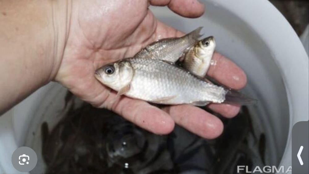 Малёк карась. Живец