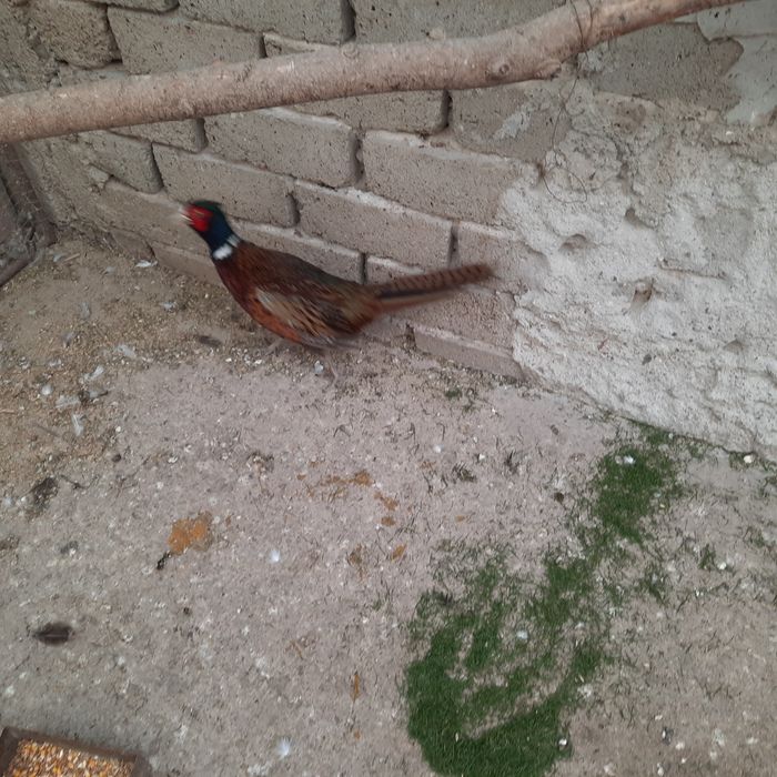 Fazani comuni pereche .