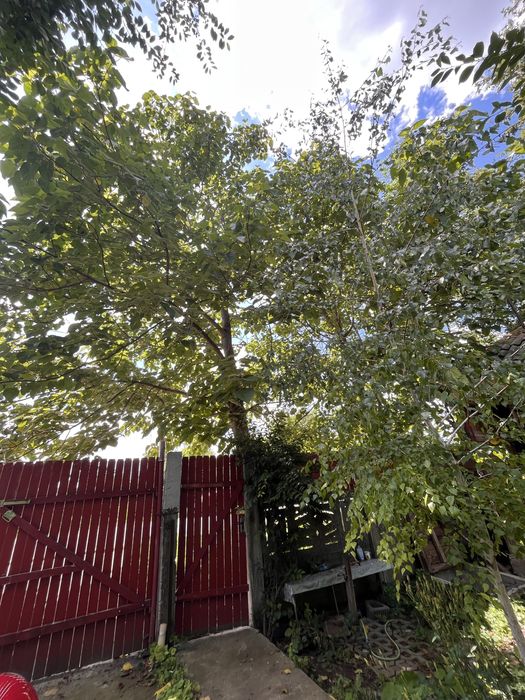 Vand teren cu casa batraneasca comuna Oinacu, Giurgiu