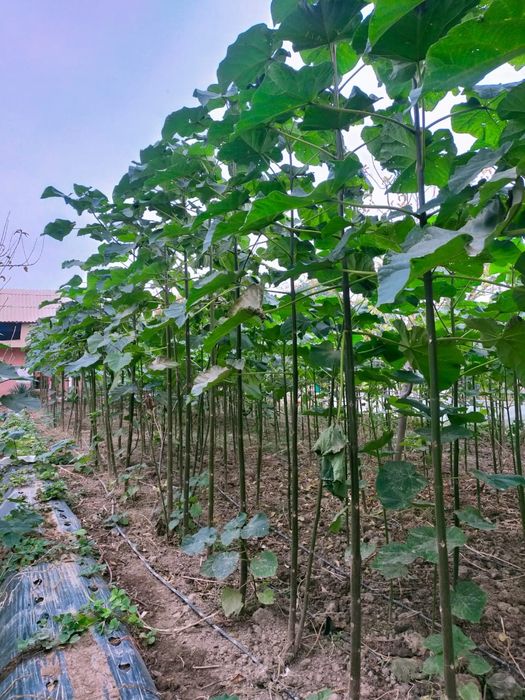 Саженцы туи туя биота