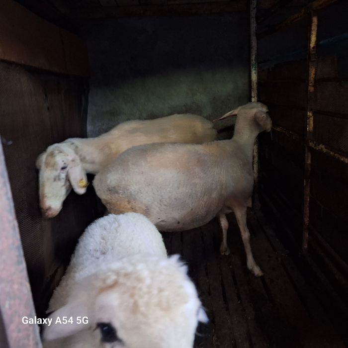 Doktor Pervertning porno video