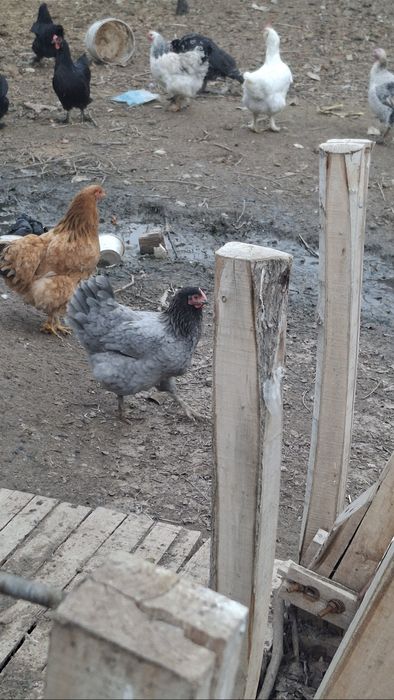 Damashni tovuqlar sotiladi