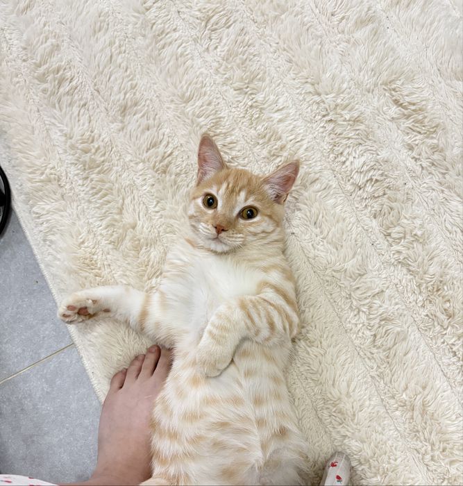 Котик, рыжий, красивый …..