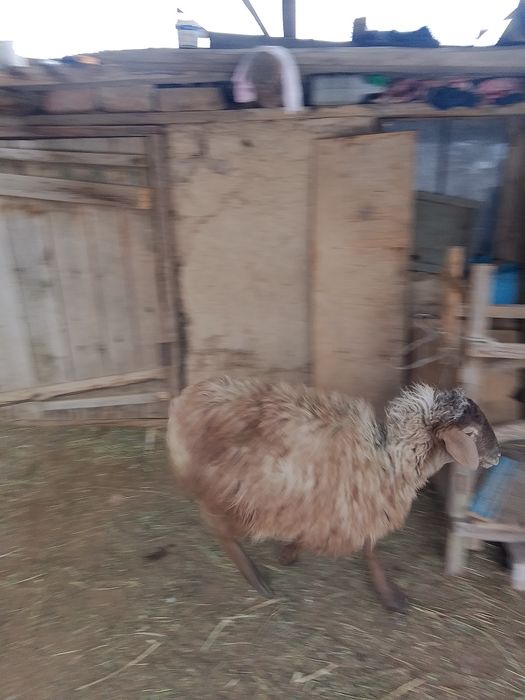 қошқар, қой, баран, кошкар