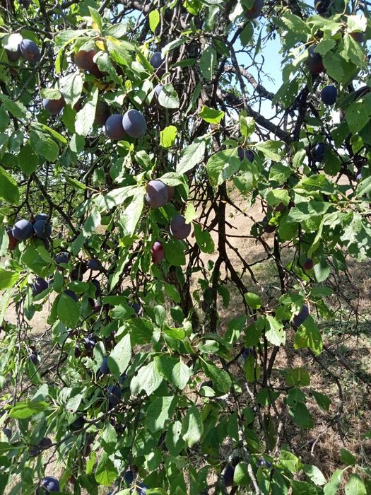 Prune pt țuică de vanzare