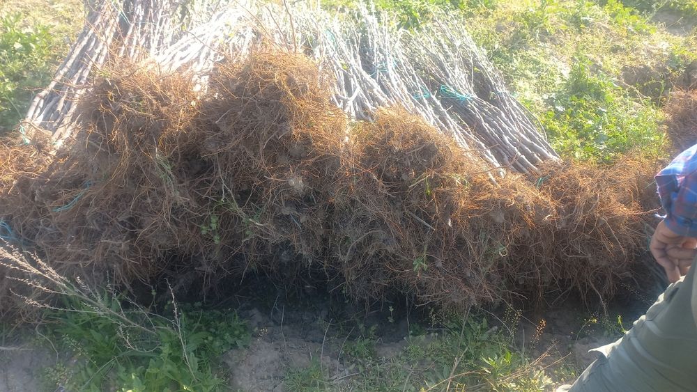 Саженцы плодовых