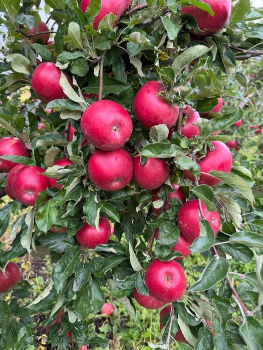 Mere idared golden prince red cif