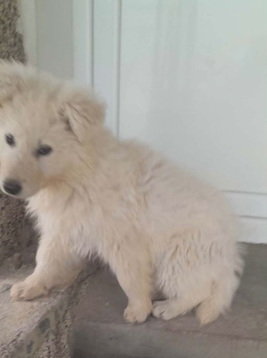 Швейцарска овчарка