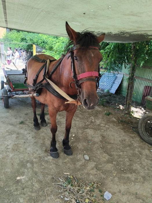 De vnzare ieapa bună de am