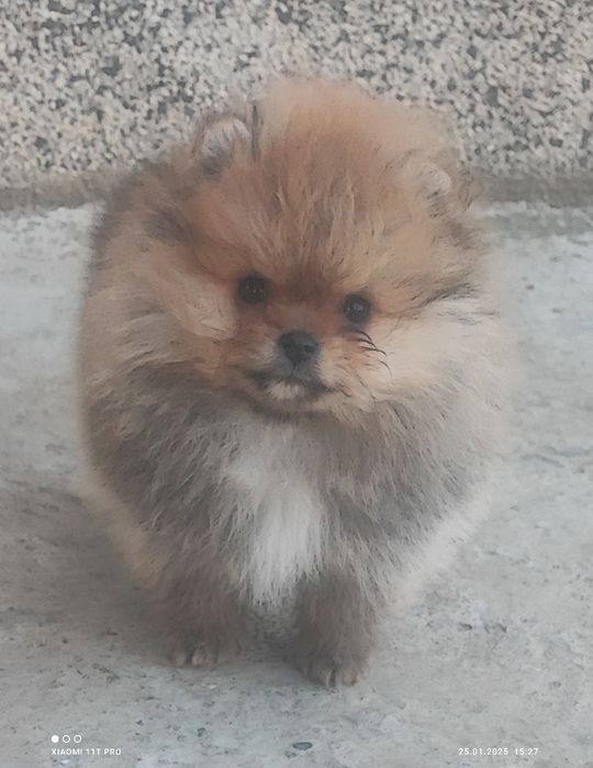 Померан, померанче