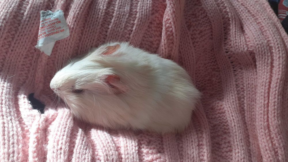 Donez porcușor de Guineea – alb