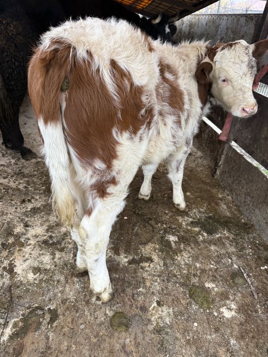 Vand o vitea si un tauras