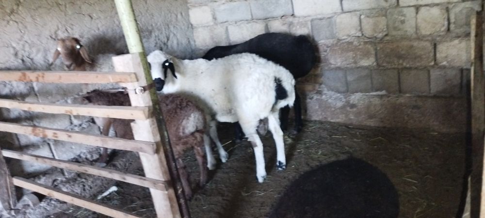 Oq qo'chqor sotiladi