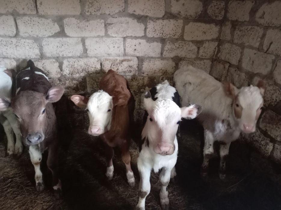 Продам телят 5 телочек 4 бычка