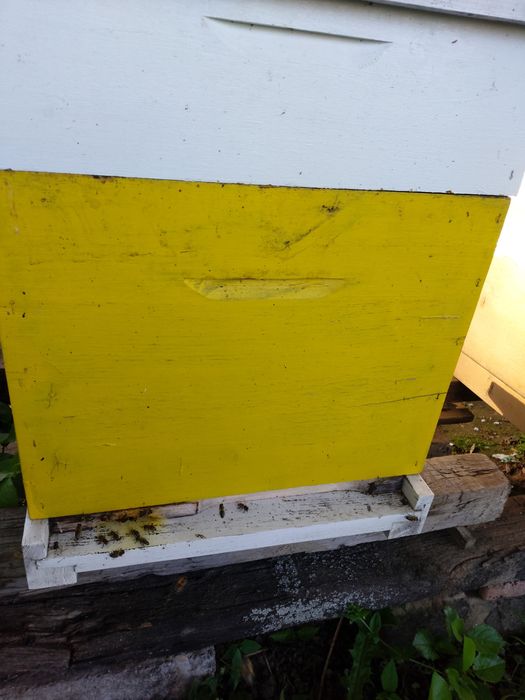 Vând familii de albine