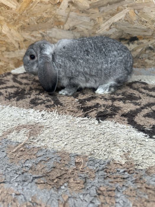 Iepuri pitic berbec german