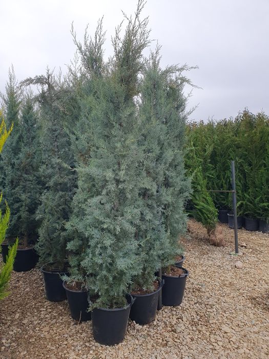 Cupressus leylandii 2.3m - 2.5m, asiguram transport și plantat!