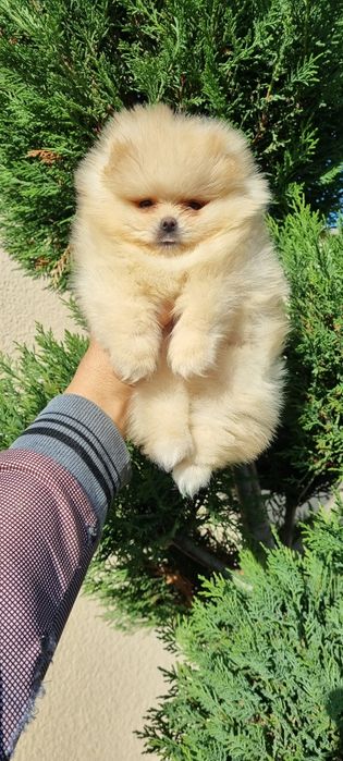 Померан померанче