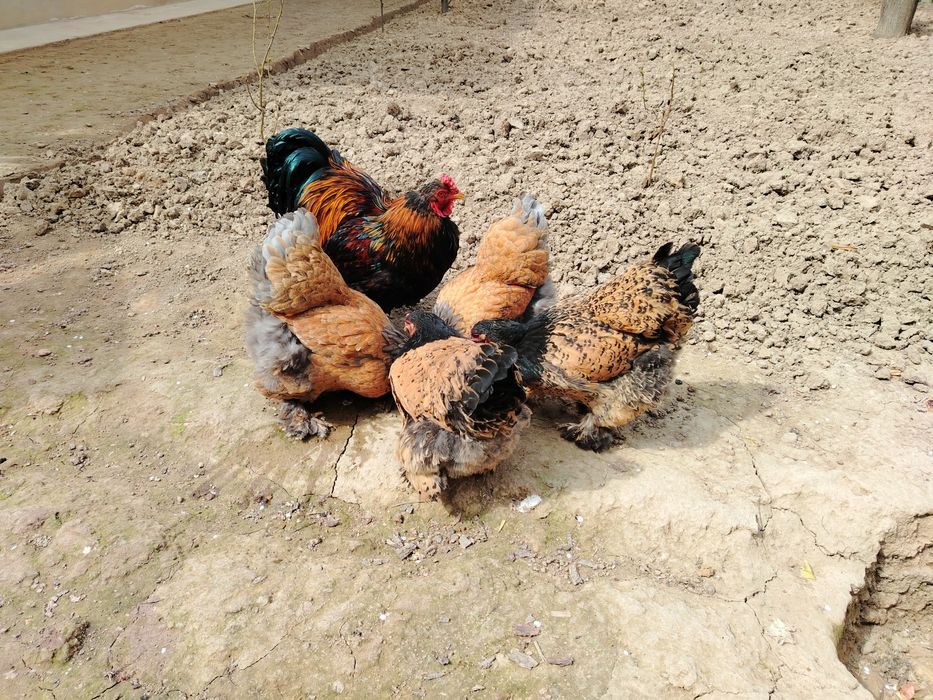 Brama Tovuqlar Tuxumi Sotiladi Uruglangan Zakas Qabul Qilaman