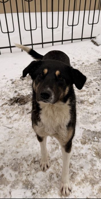 Щенки в добрые руки